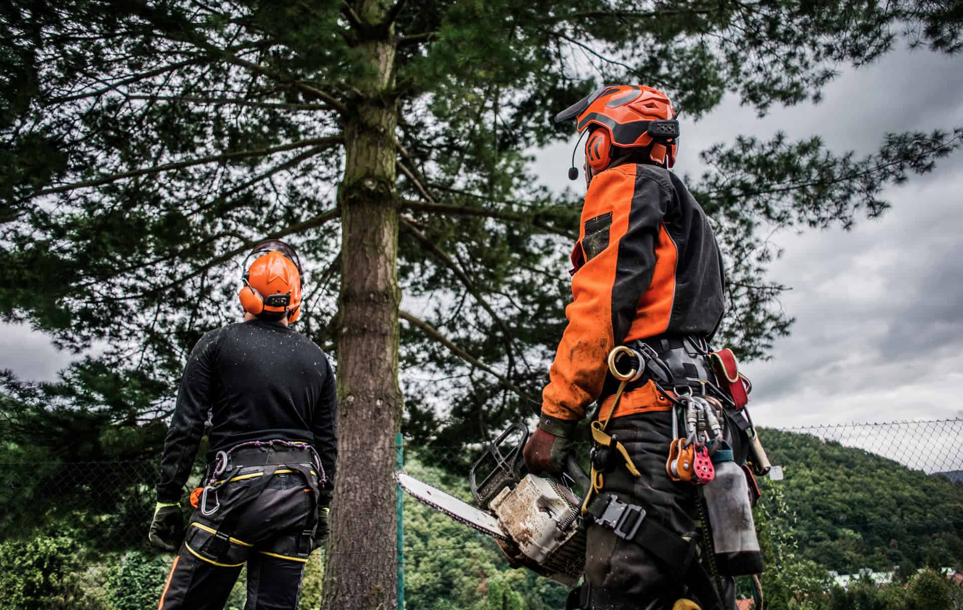 Alaster Anderson Tree Care & Management