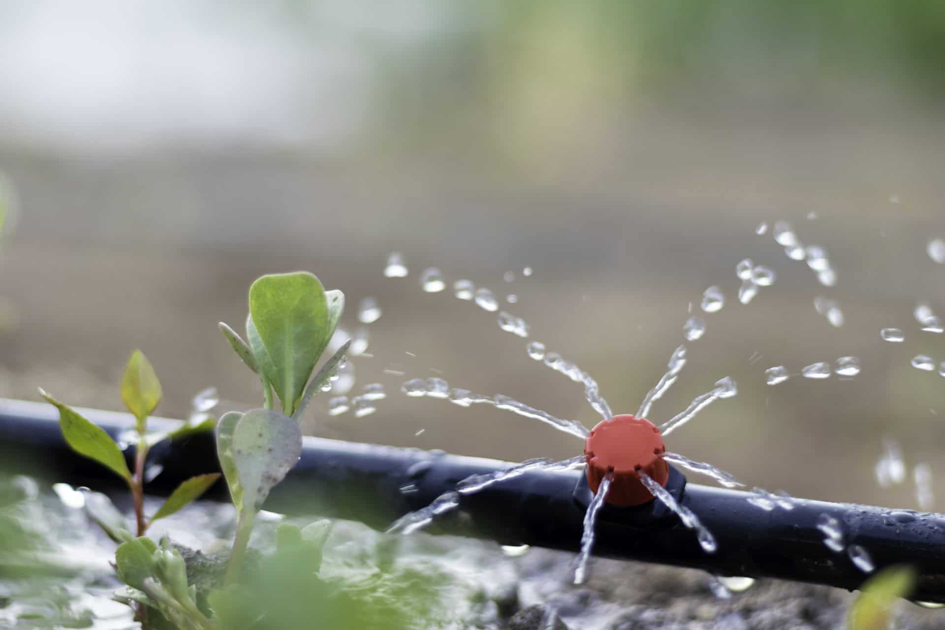 Irrigation Management
