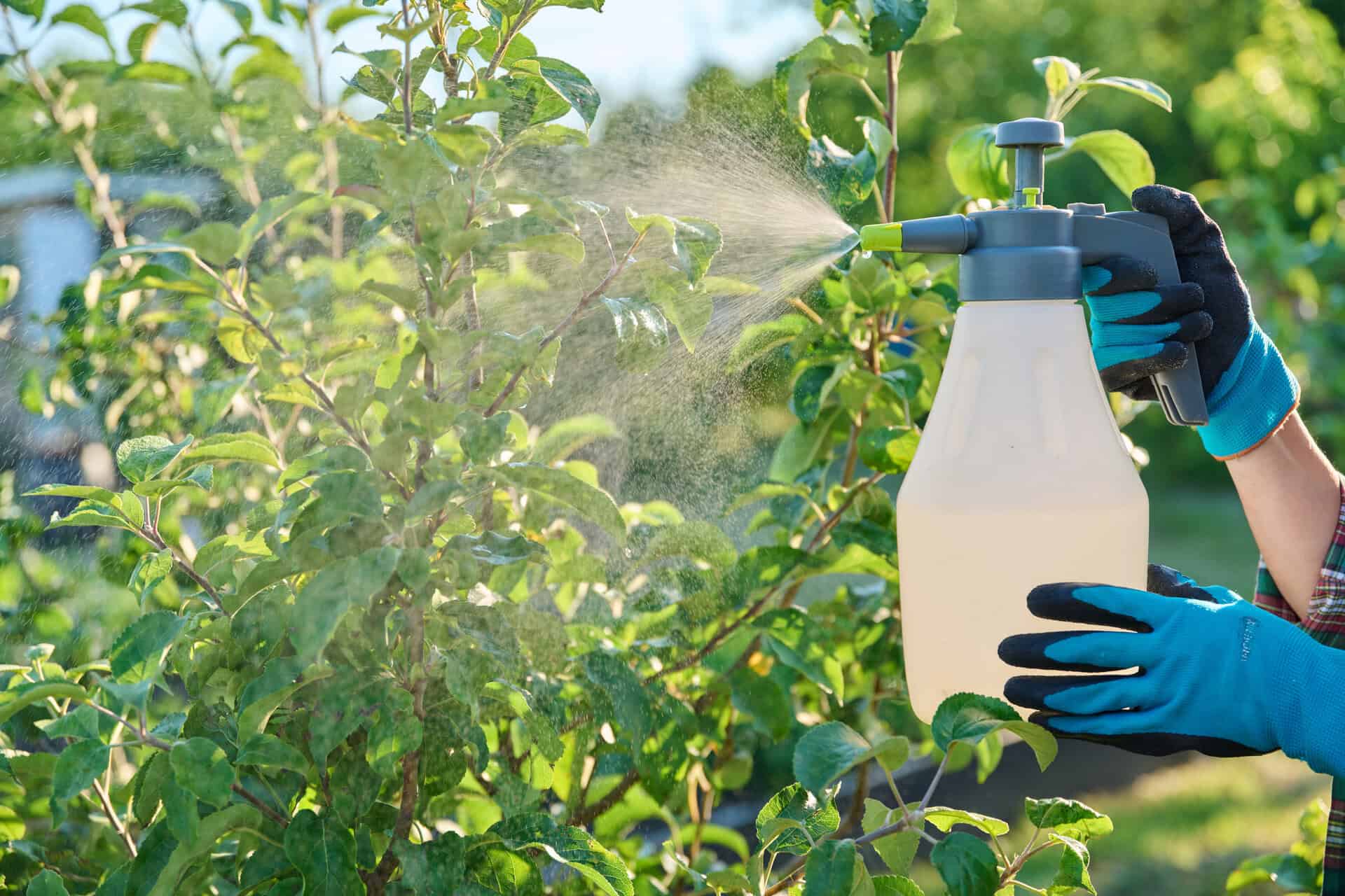 Lawn Health & Management